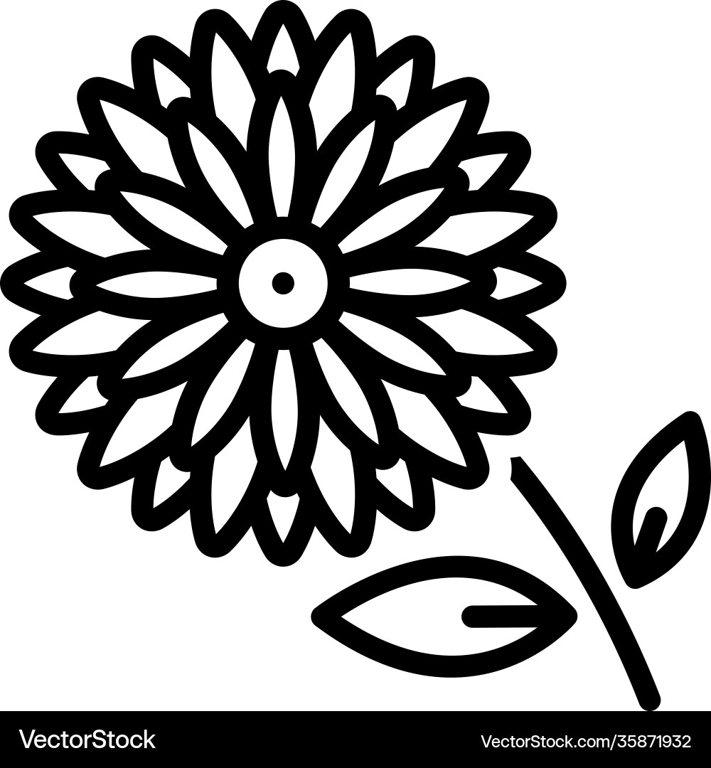 Chrysanthemum Flower Icon Vector Image