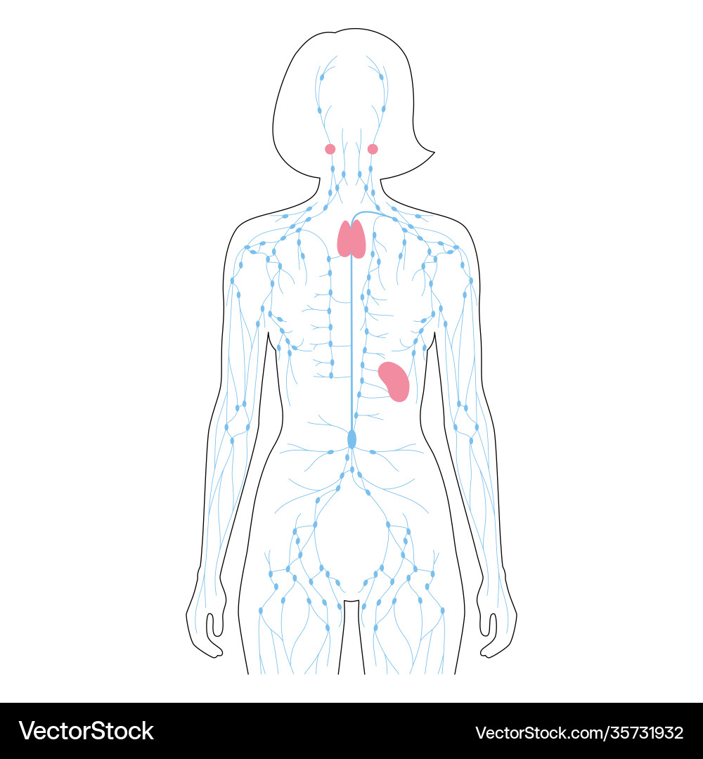 Lymphatic system concept Royalty Free Vector Image