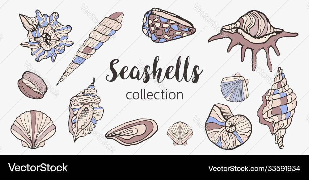 Seashells set in sketch style collection Seashells set in sketch style collection vector image