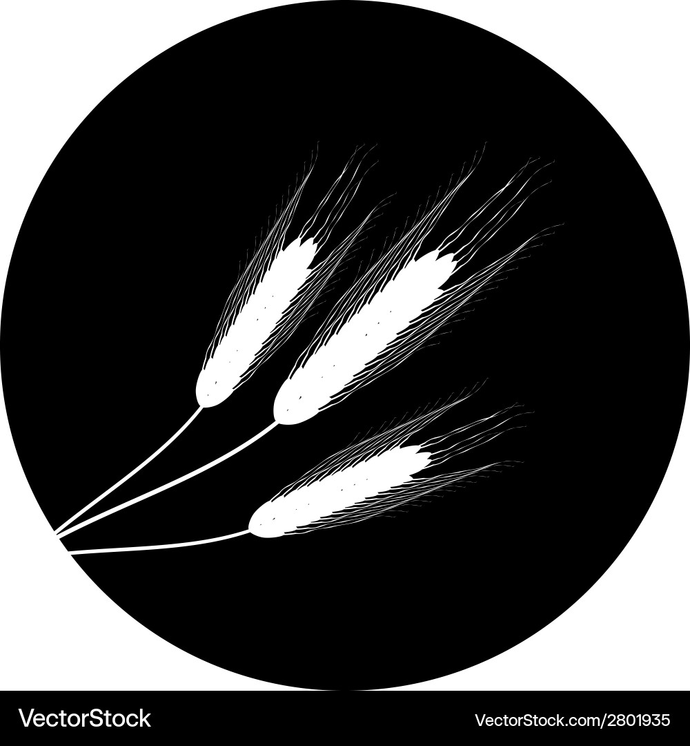 Wheat button Vector Image