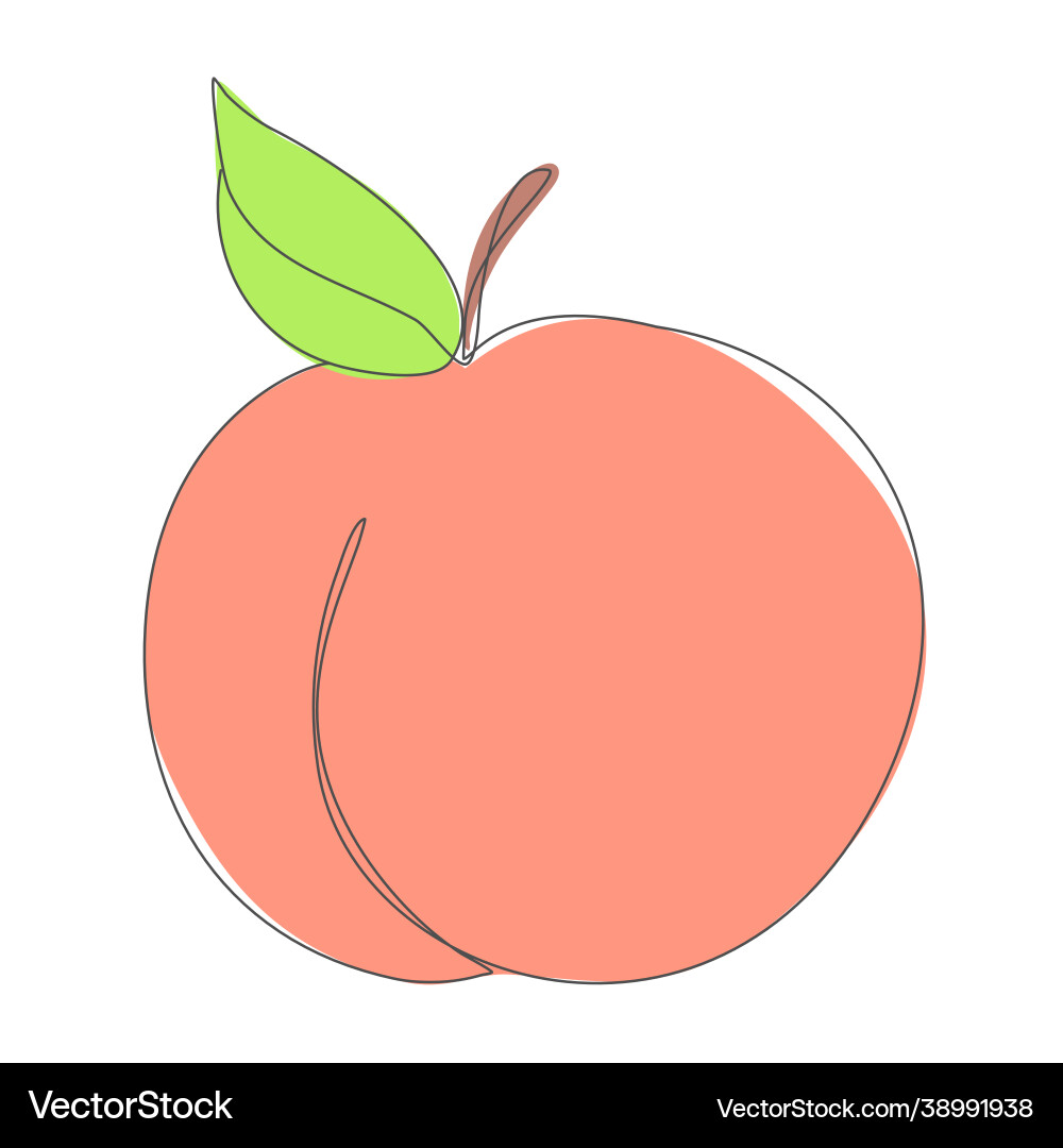 Peach in continuous line drawing sketchy single Vector Image