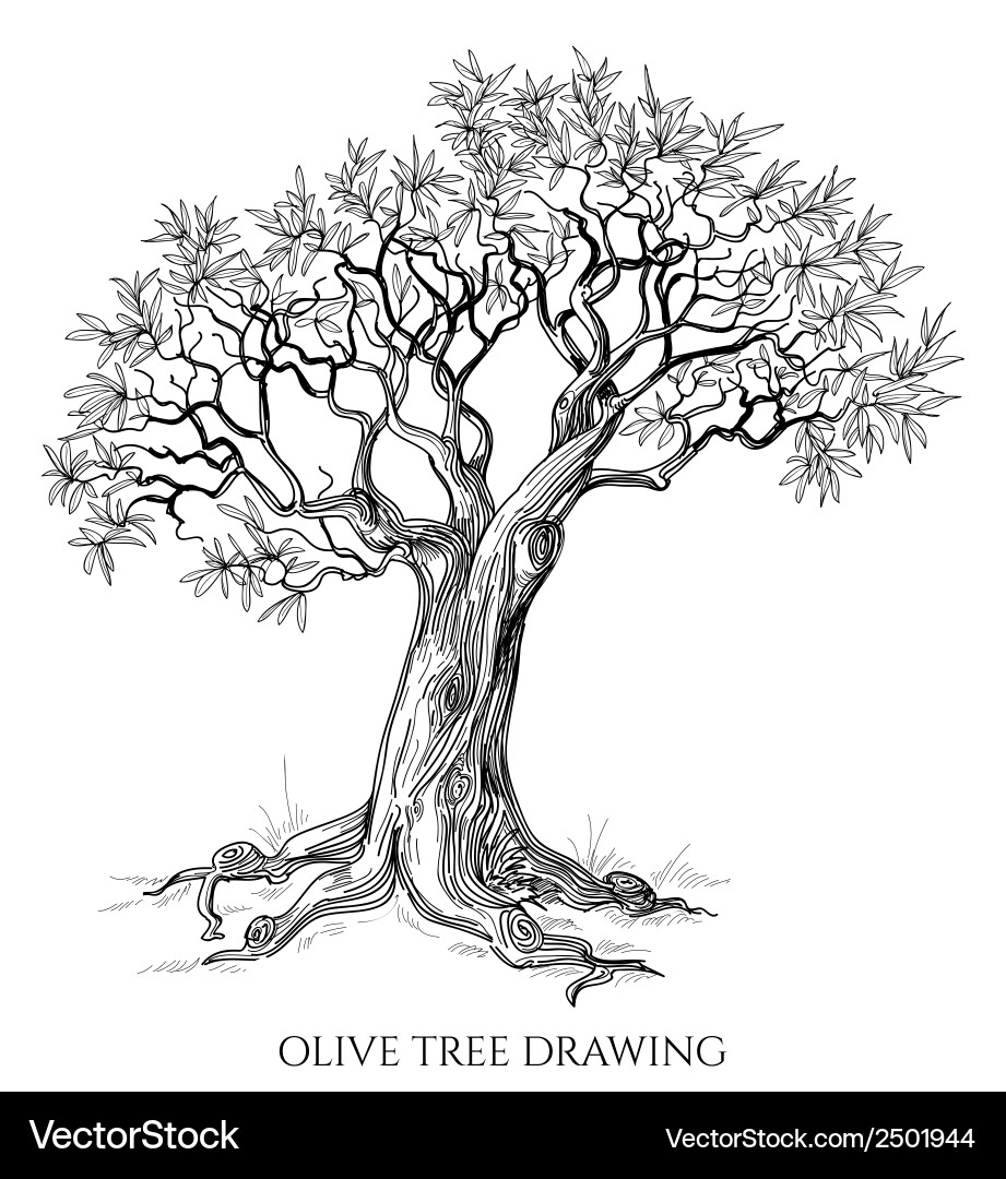 Olive tree isolated hand drawn Royalty Free Vector Image