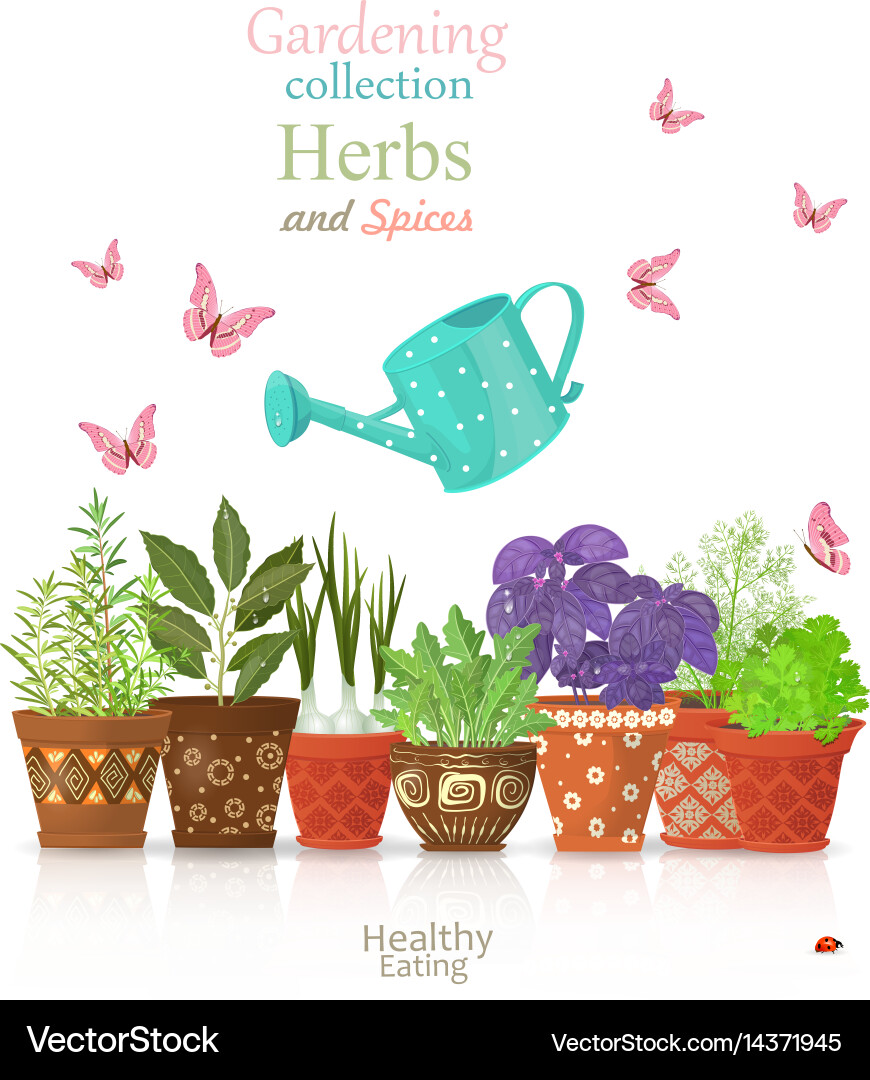 Design template with set of different herbs Vector Image