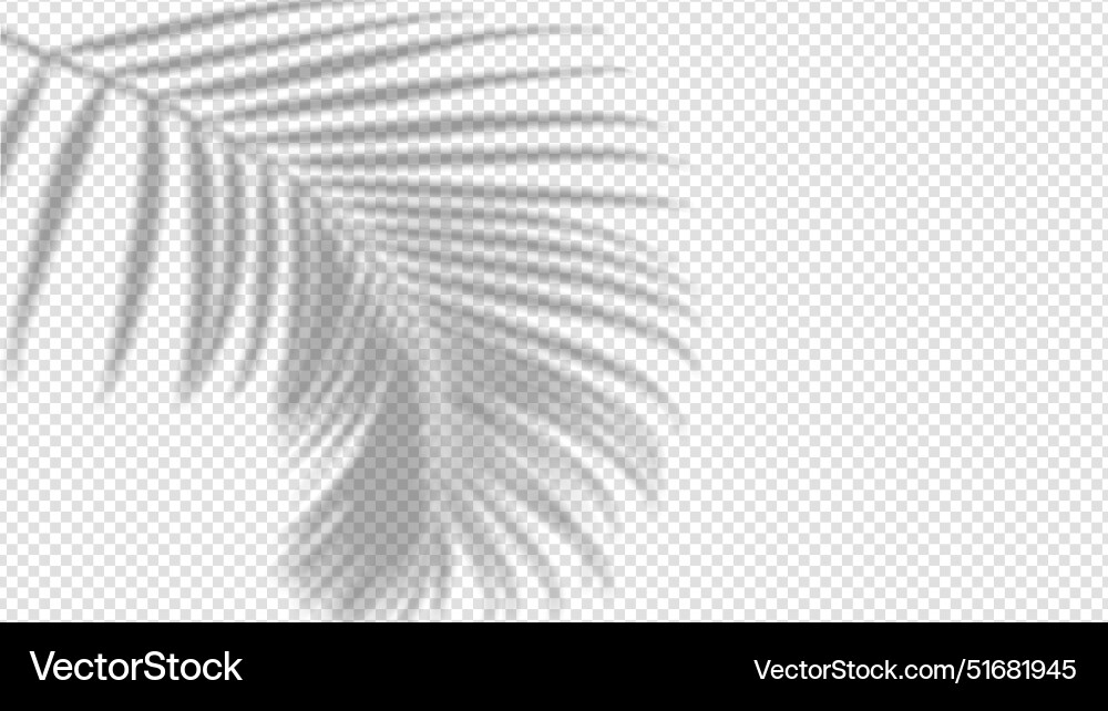 Shadow overlay from a palm tree branch isolated Shadow overlay from a palm tree branch isolated vector image