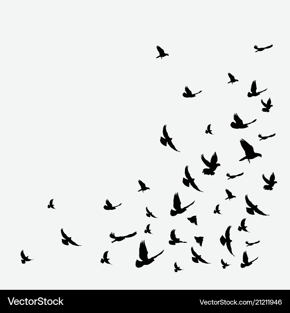 Black Flock of Birds Silhouette Vector Image