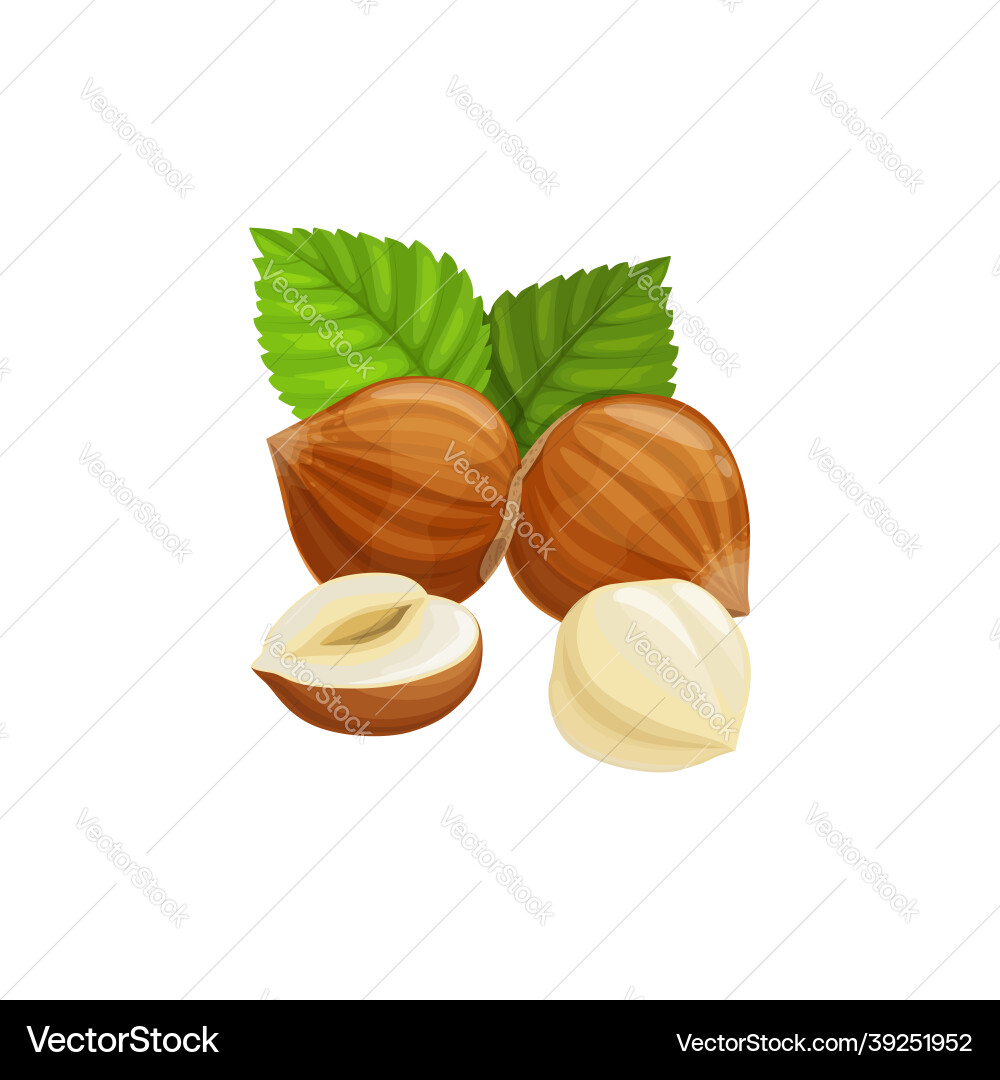 Filbert nut whole isolated hazelnut cobnut snack Filbert nut whole isolated hazelnut cobnut snack vector image