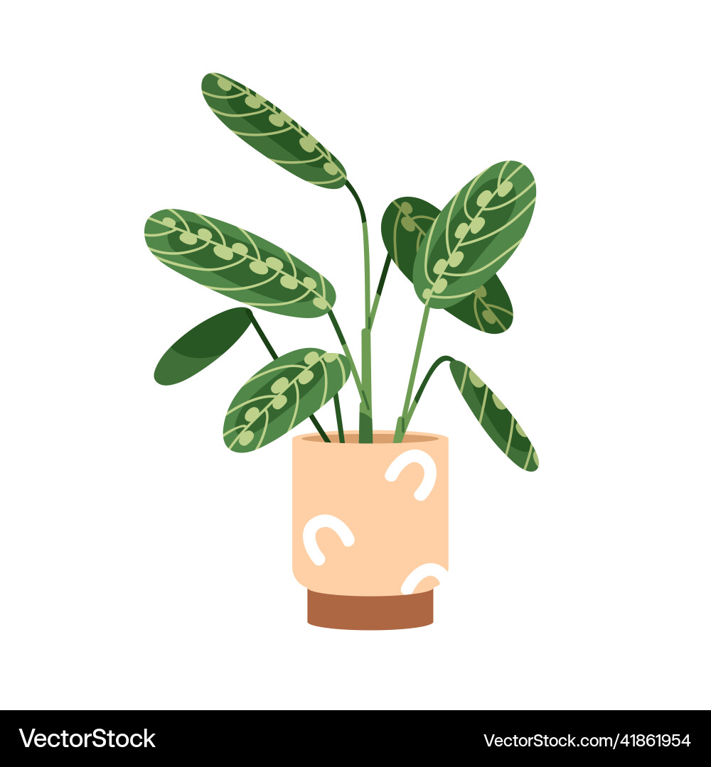Maranta cristata Topfpflanze mit Grün Maranta cristata Topfpflanze mit Grün vektorbild