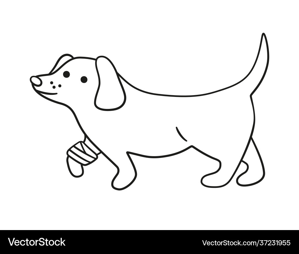A sick dog with wounded paw in bandages Vector Image