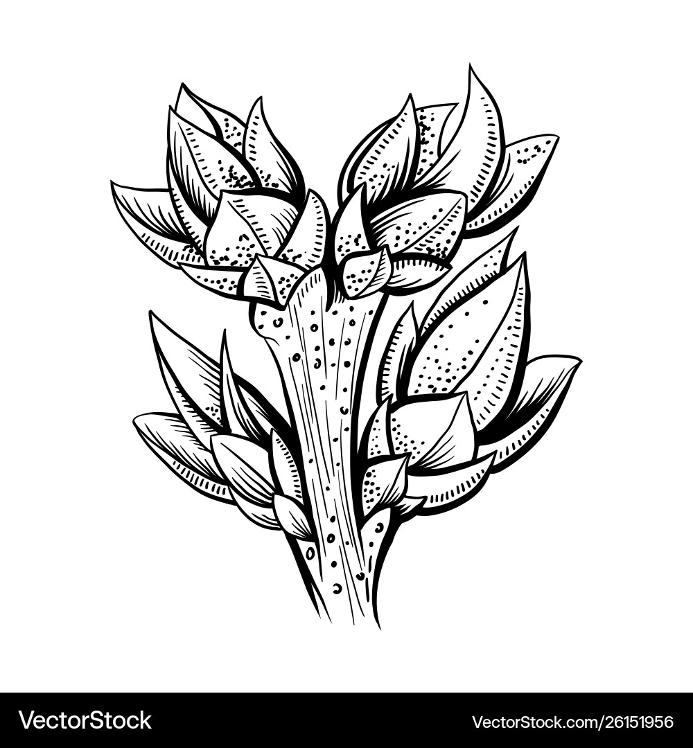 Realistic tree branch Realistic tree branch vector image