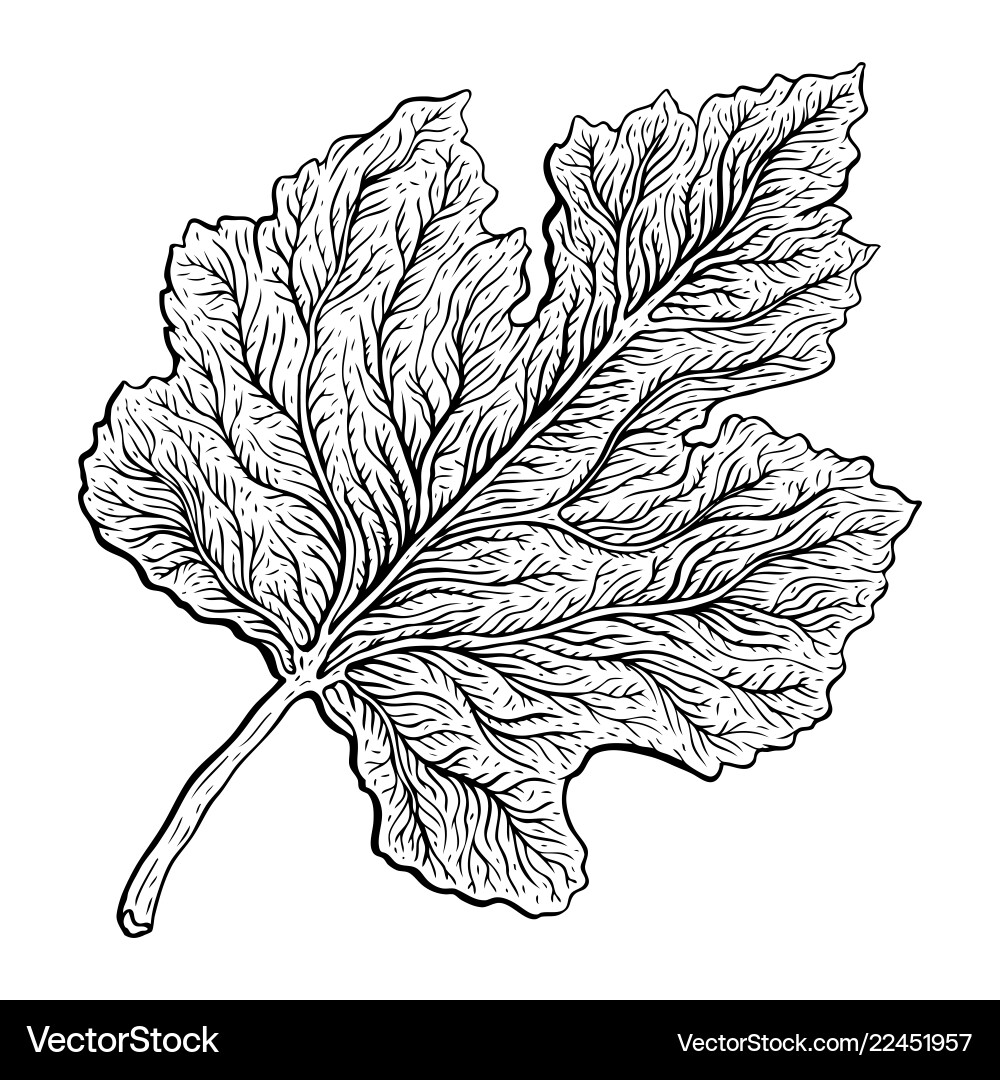 Schöne detaillierte Blatt botanische Hand gezeichnet Schöne detaillierte Blatt botanische Hand gezeichnet vektorbild