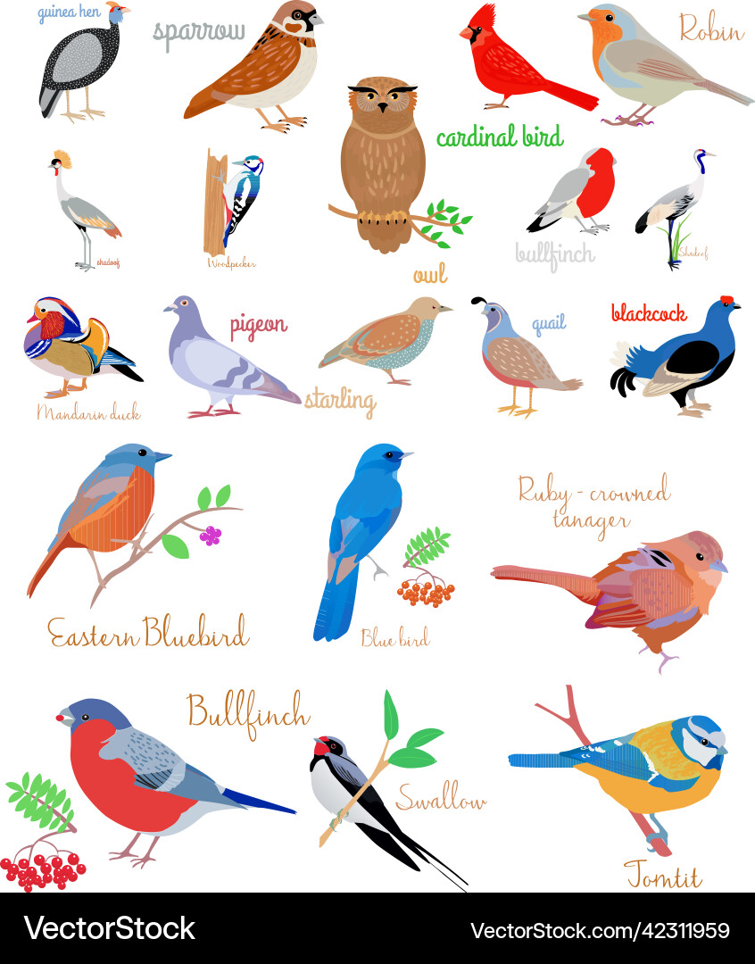 Names Of Colorful Birds