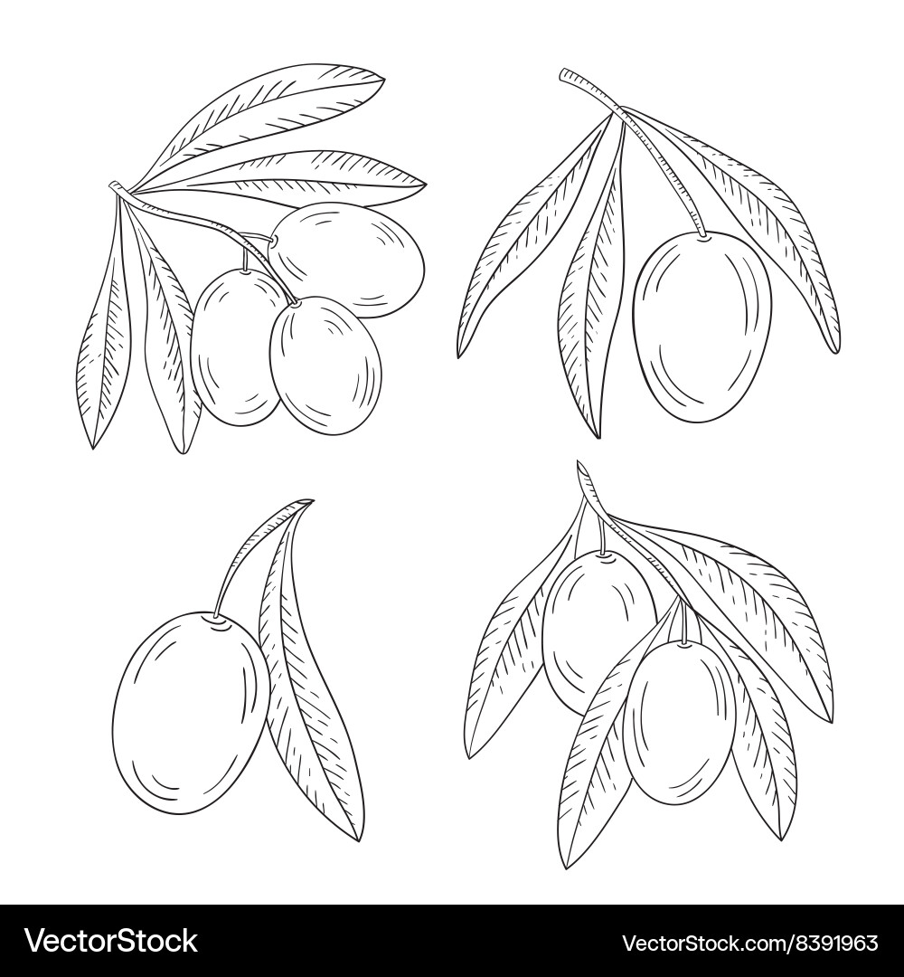Branch of olive tree on a white background Vector Image