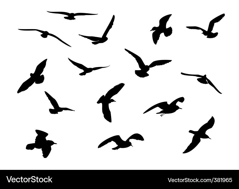 Gull Silhouette Against Sky vector image