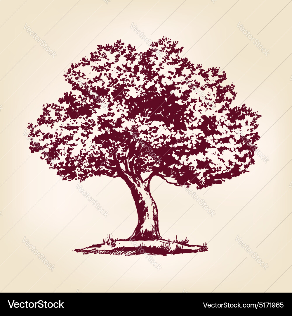 Tree hand drawn realistic Royalty Free Vector Image
