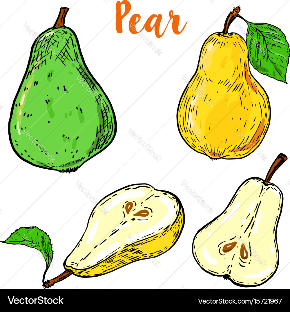 Set of colorful pear isolated on white background vector image