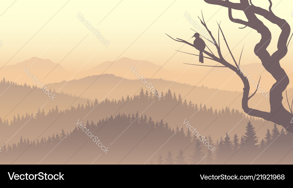 Coniferous Forest Morning Mist Vector Image