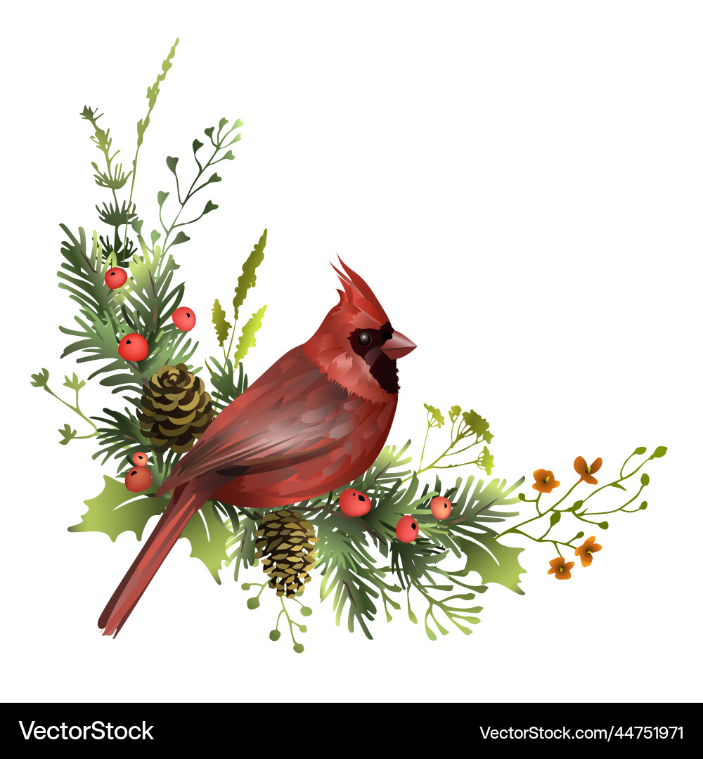 Red cardinal sitting on pine branch with cones Vector Image