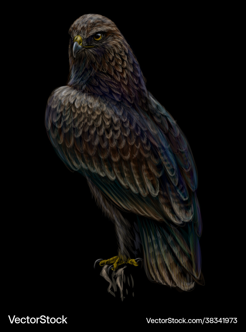 Hawk Portrait on Black Background Royalty Free Vector Image