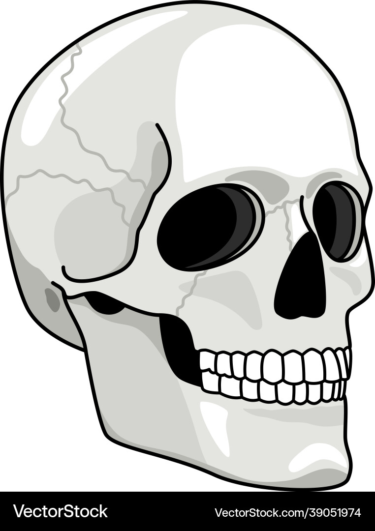 Smiling Skull - Pirate Art vector image