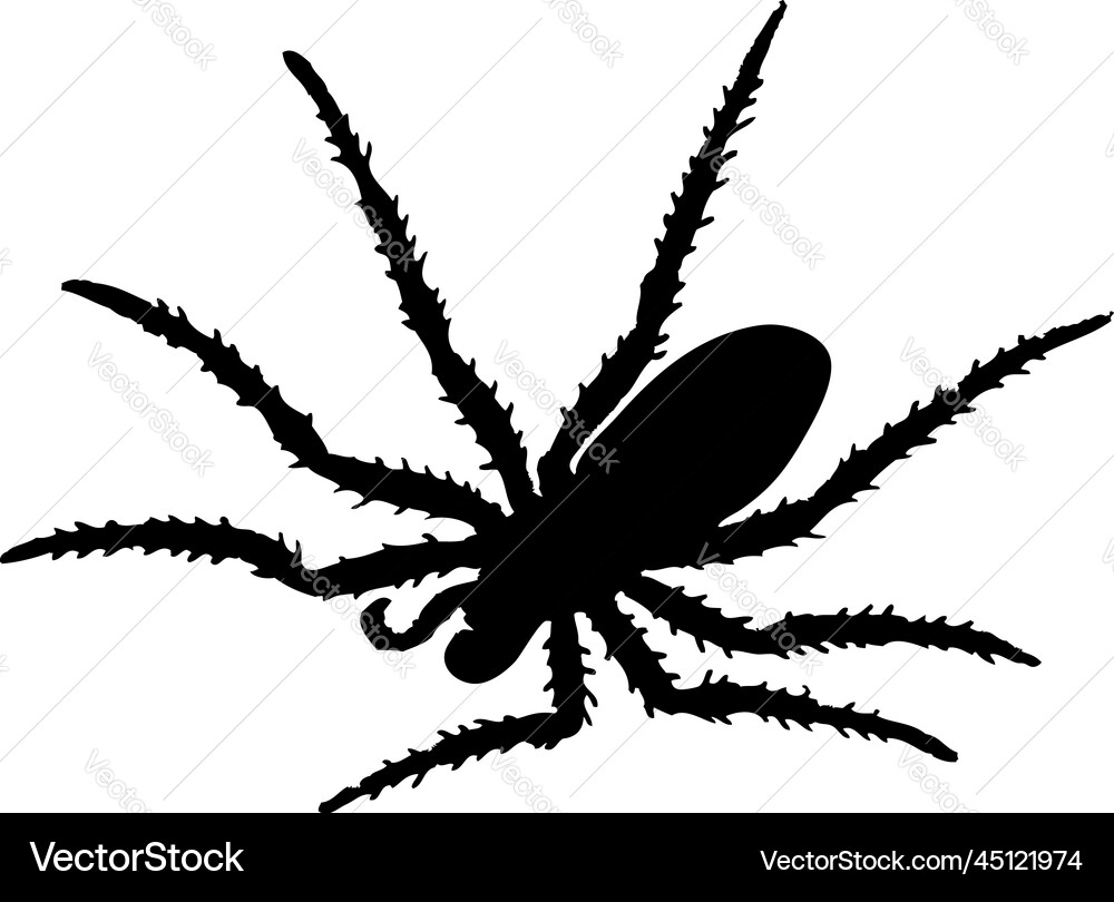 Spider silhouette vector image