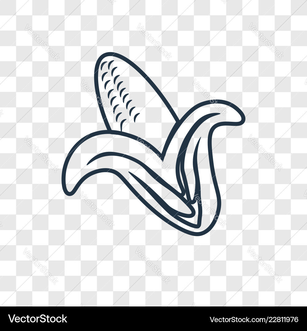 Corn concept linear icon isolated on transparent Corn concept linear icon isolated on transparent vector image