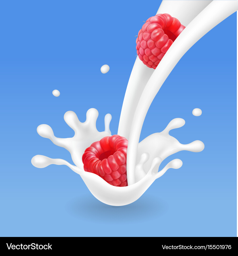 Red raspberry fruits in milk flow splash vector image