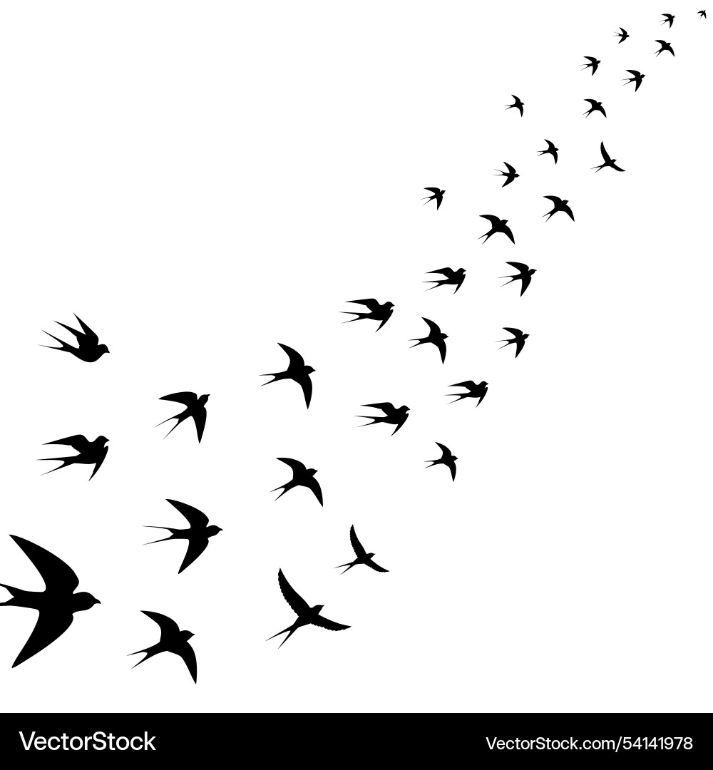 Birds are circling mesmerizing Vector Image