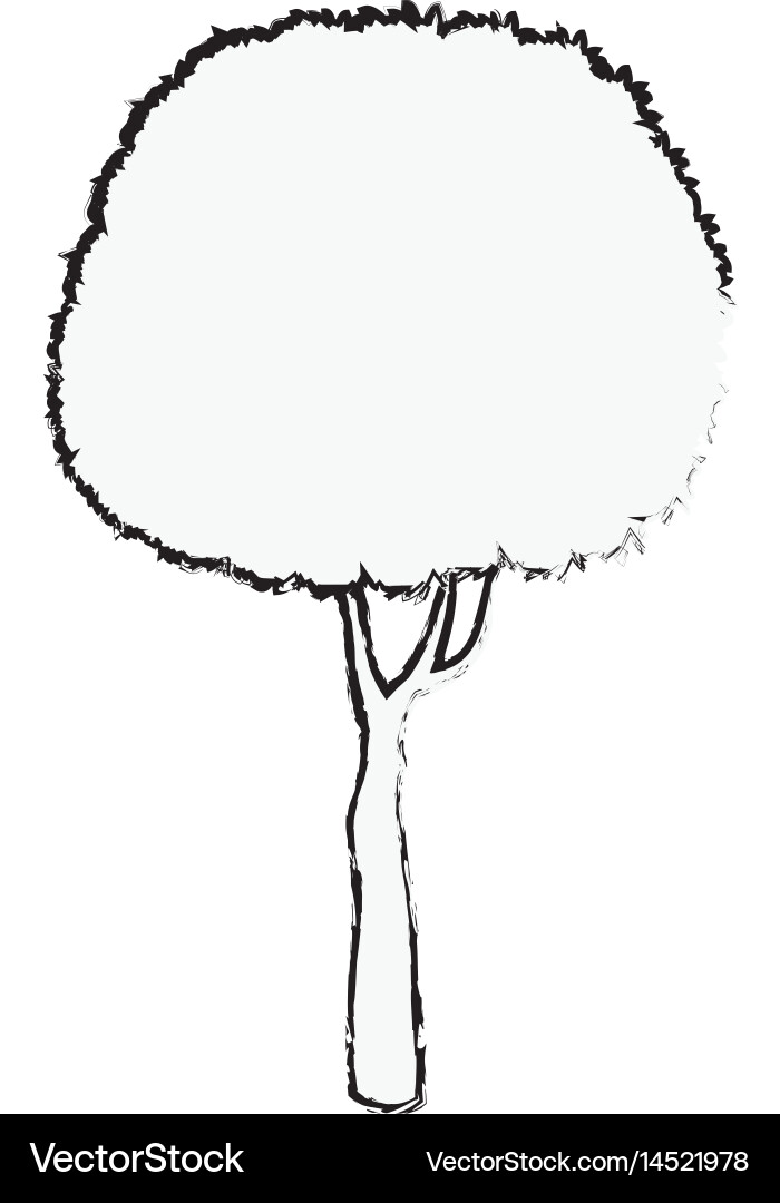 Tree foliage stem trunk sketch Vector Image