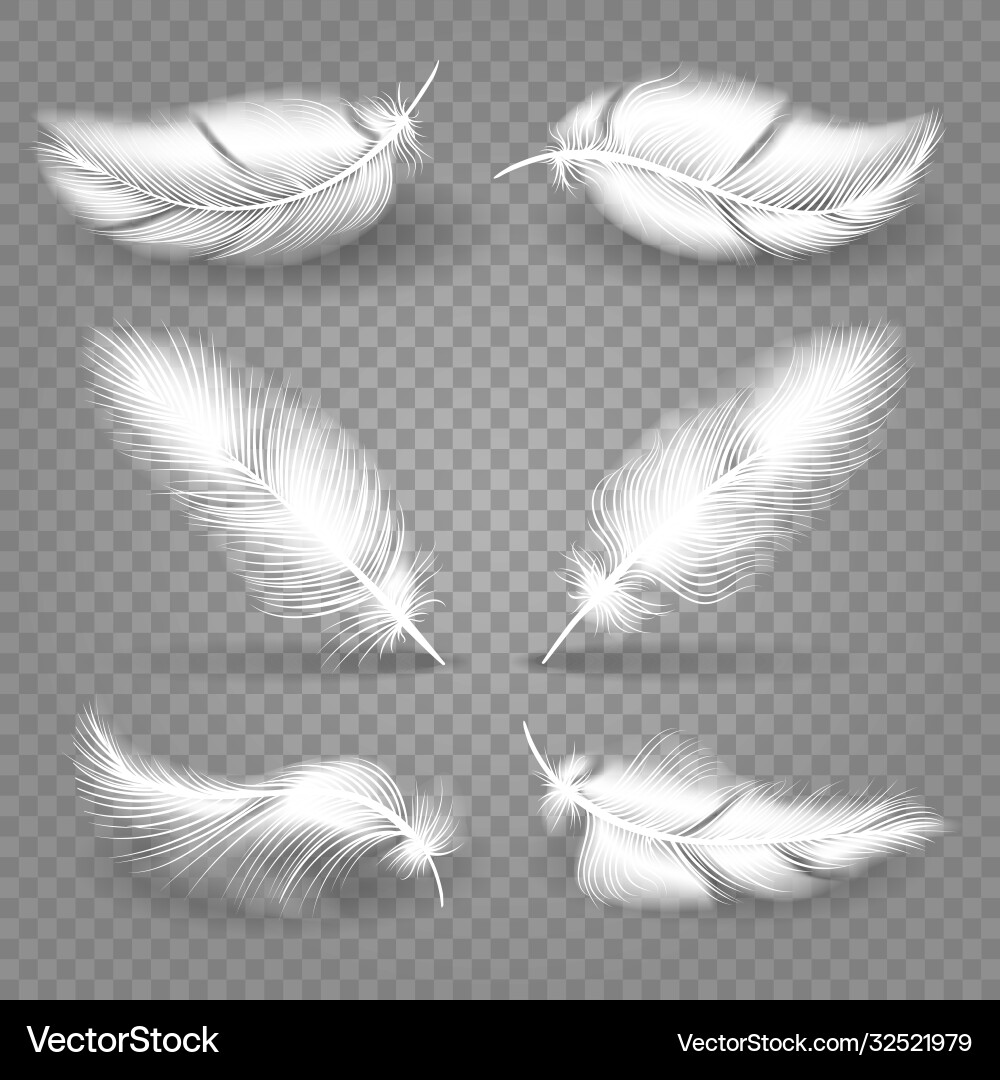 Realistic white feathers Royalty Free Vector Image