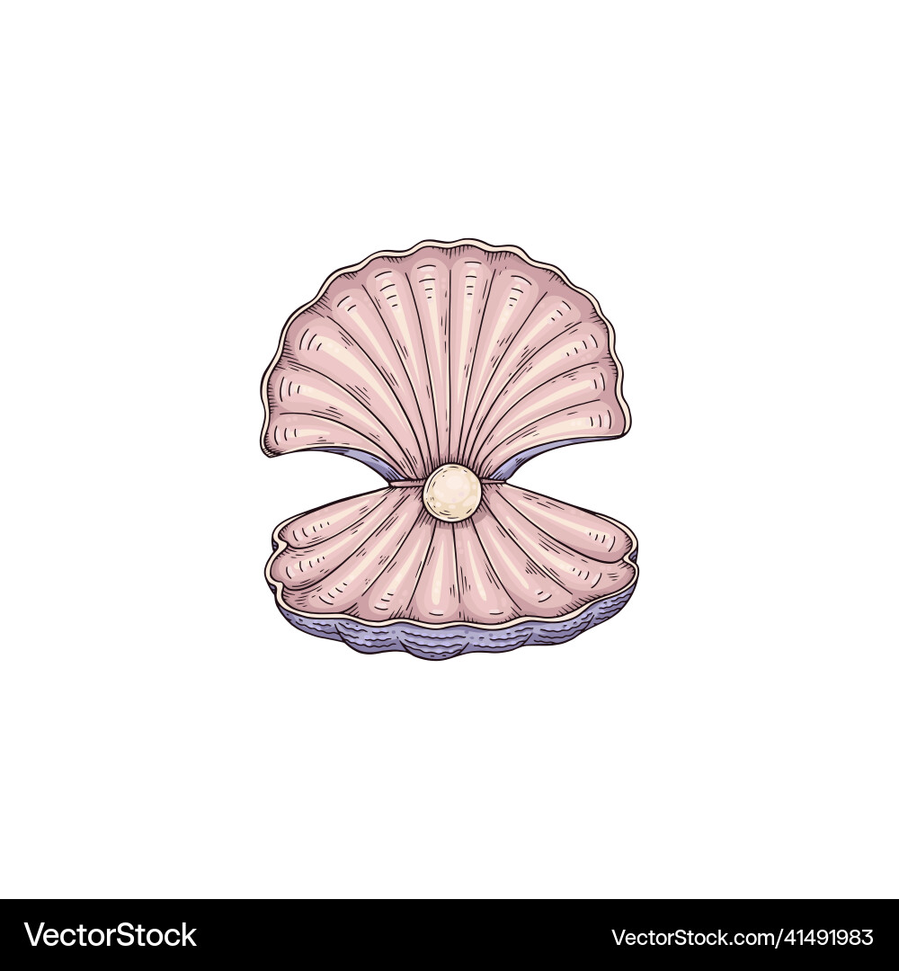 Seashell with pearl inside in colored sketch style Seashell with pearl inside in colored sketch style Vector Image