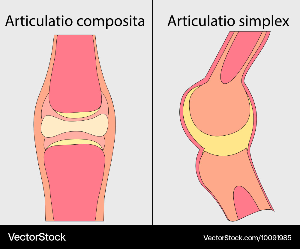 Complex and simple joint vector image
