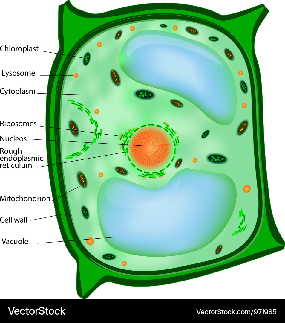 Plant cell Royalty Free Vector Image - VectorStock