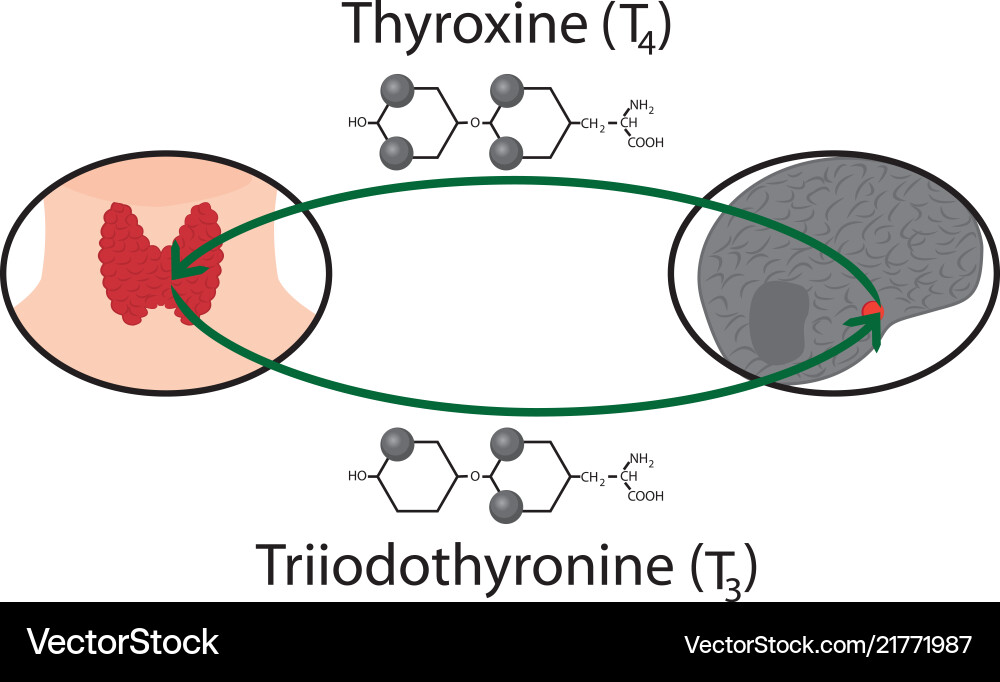 Scheme of thyroid function Scheme of thyroid function vector image