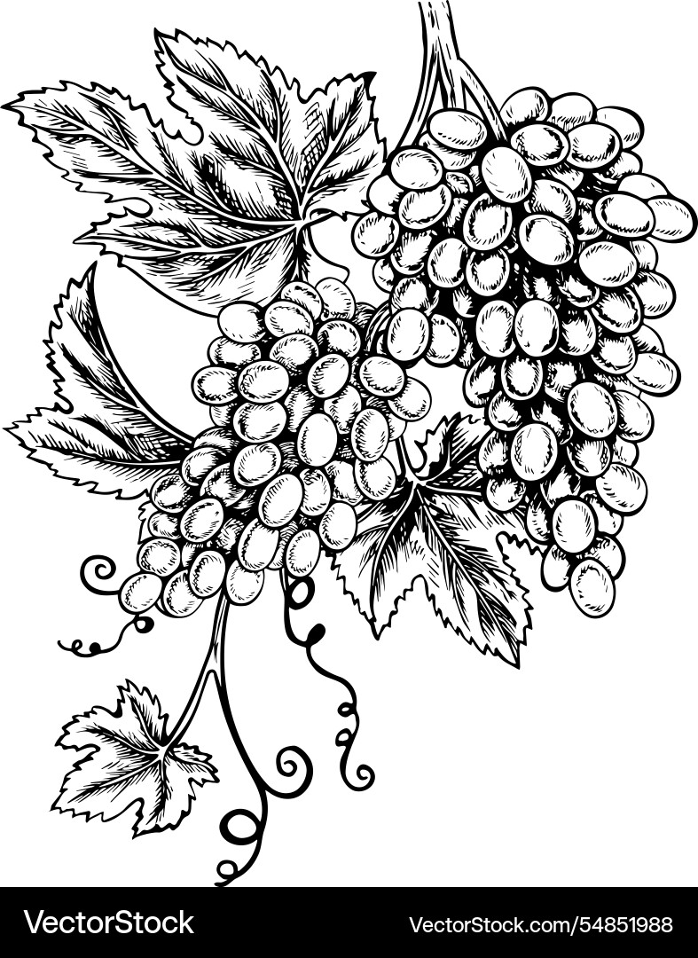 A vine with clusters of grapes graphics A vine with clusters of grapes graphics vector image