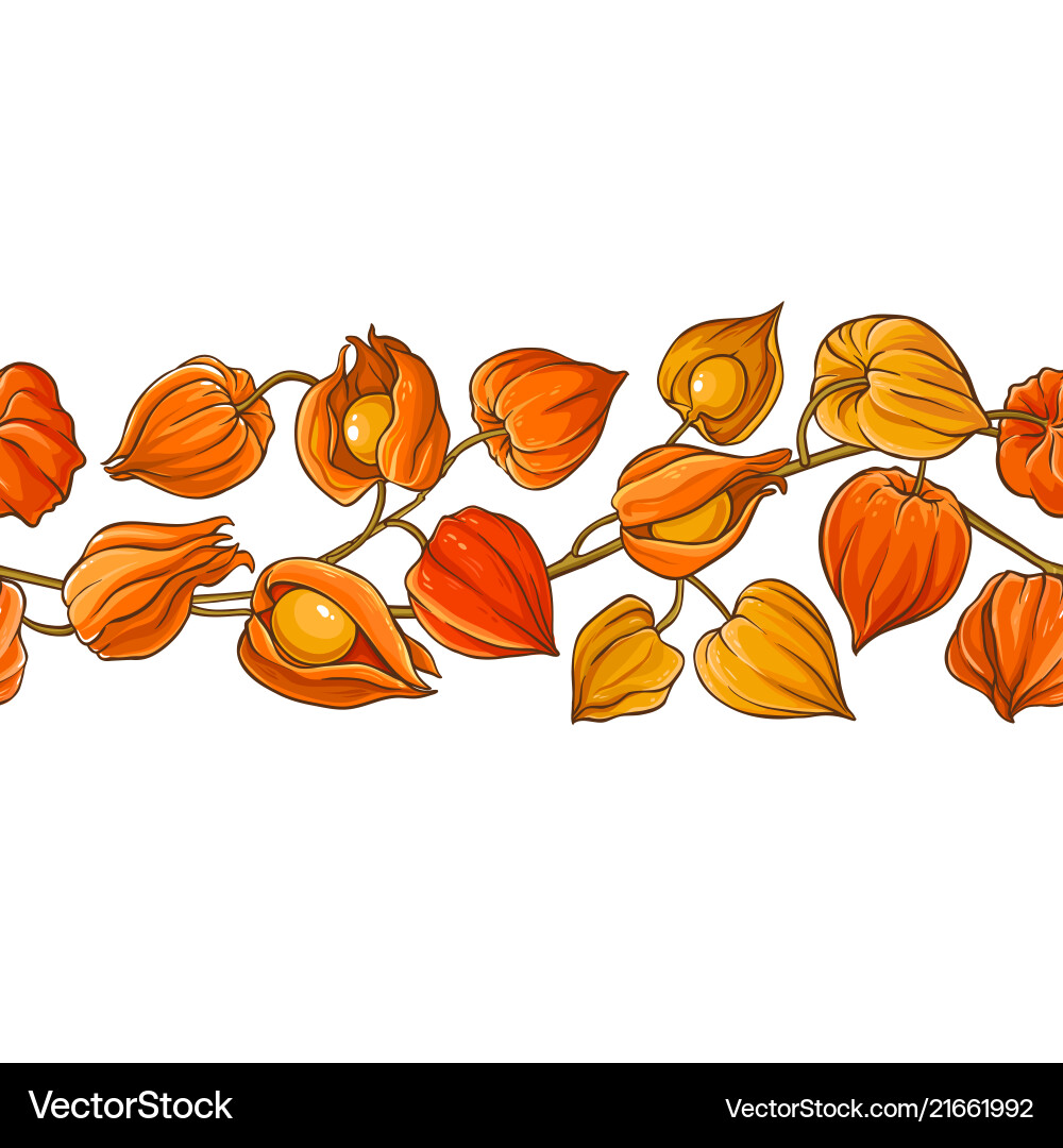 Phisalis branch pattern Phisalis branch pattern Vector Image