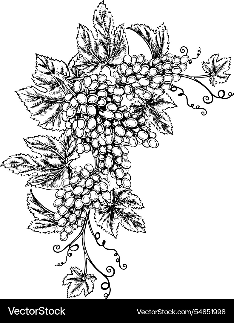 A vine with clusters of grapes graphics A vine with clusters of grapes graphics vector image