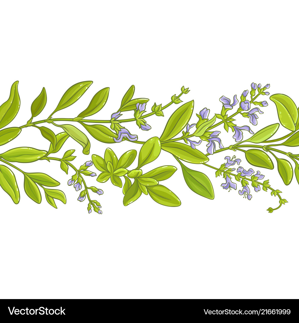 Sage branch pattern Sage branch pattern vector image
