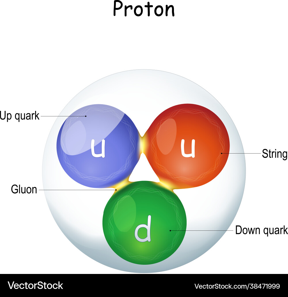 Structure a gluon elementary particle Vector Image