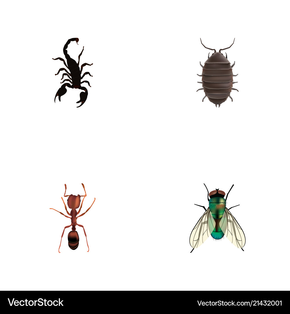 Set of insect realistic symbols with bug wasp Set of insect realistic symbols with bug wasp vector image