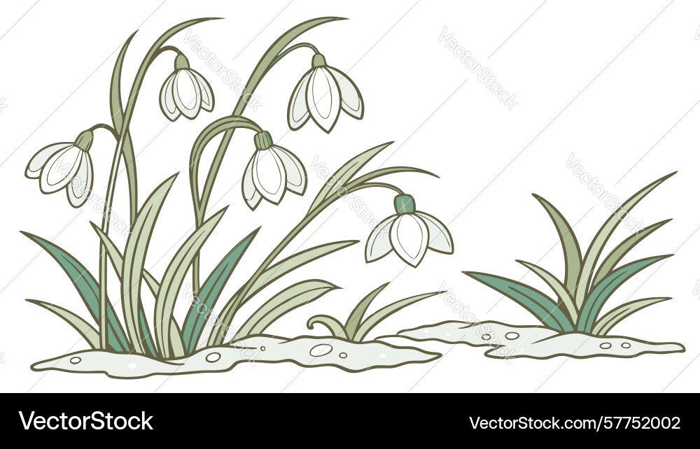 Elegant snowdrop cluster design generative ai Vector Image
