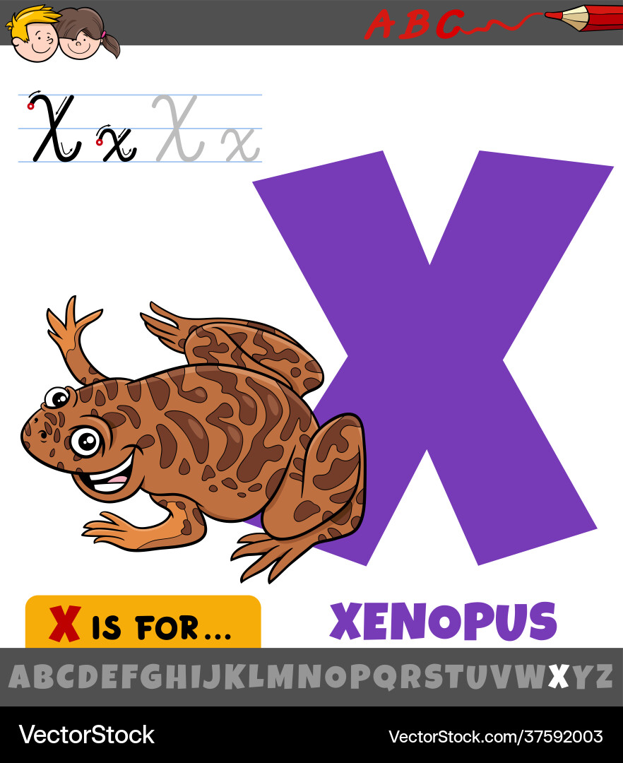 Letter x from alphabet with cartoon xenopus Letter x from alphabet with cartoon xenopus vector image