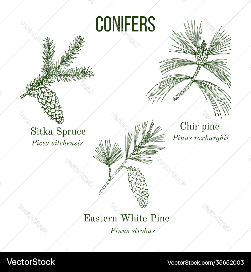 Set different conifiers branches with cones vector image