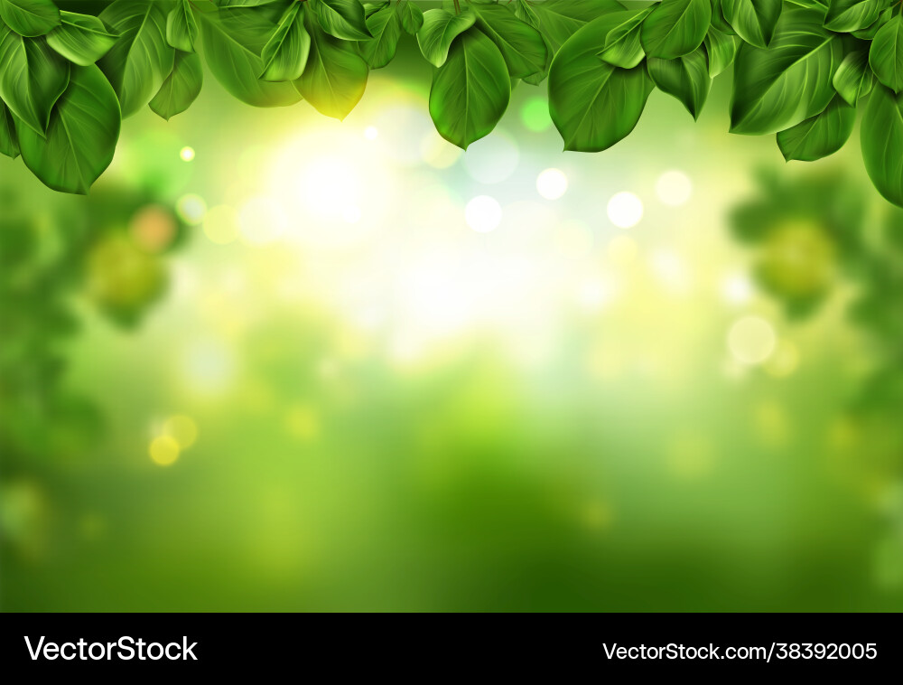 Tree leaves border on green fresh bokeh background Tree leaves border on green fresh bokeh background vector image