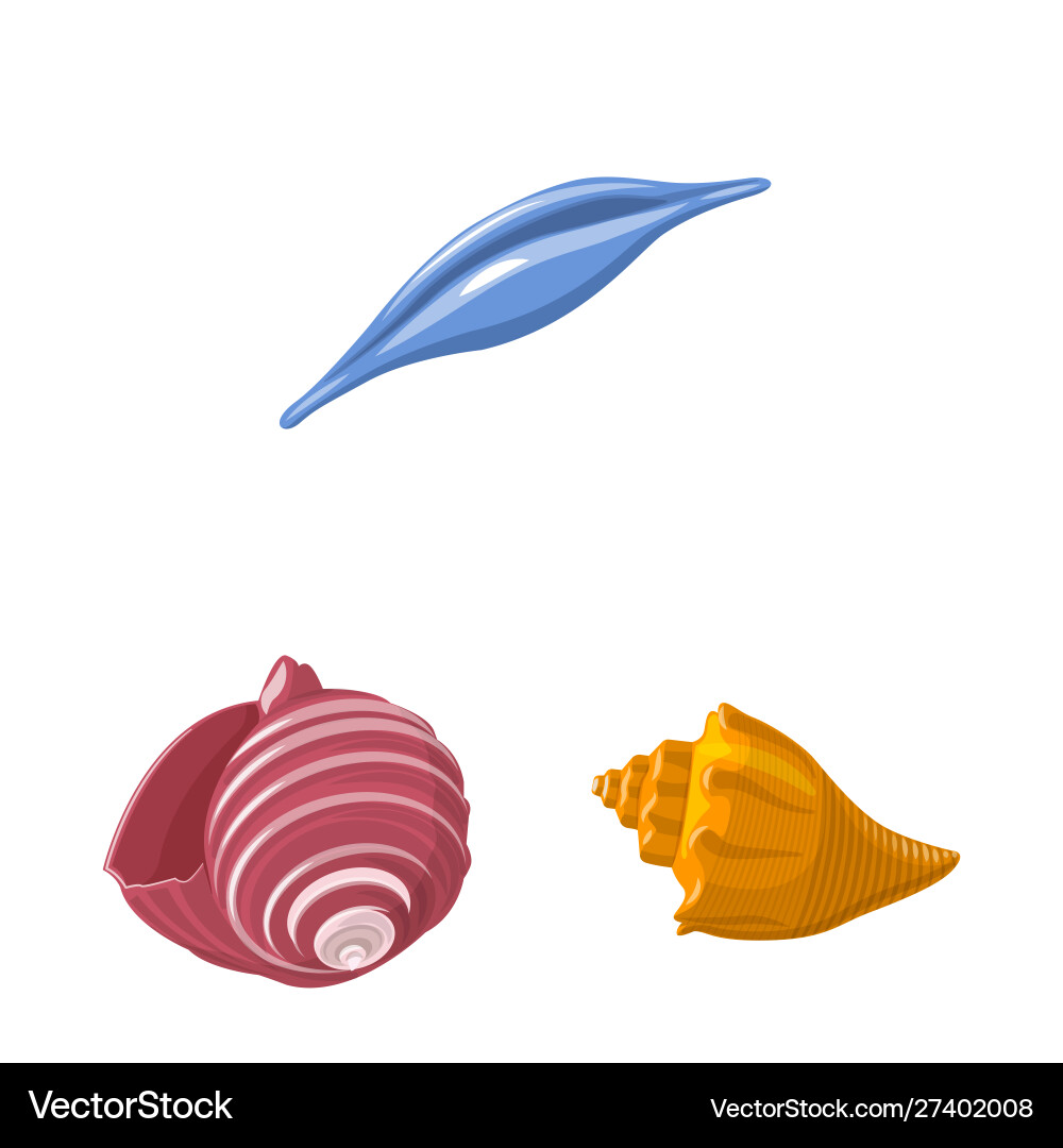 Design seashell and mollusk icon Vector Image