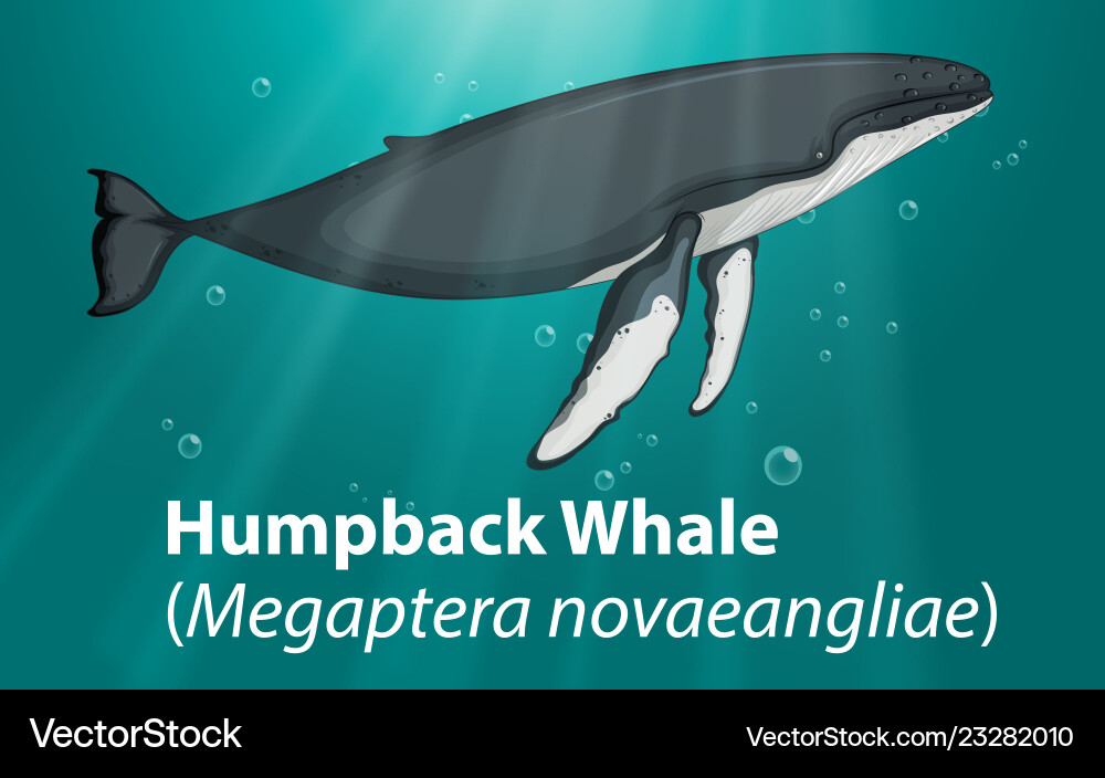 Humpback whale in deep ocean Vector Image