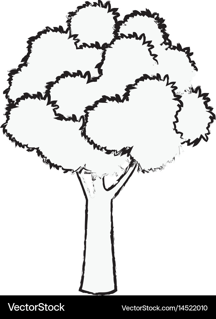 Tree foliage wood branch botancial sketch Vector Image