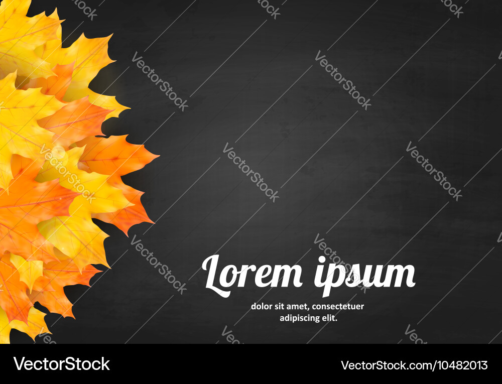 Autumn blackboard background with realistic maple vector image