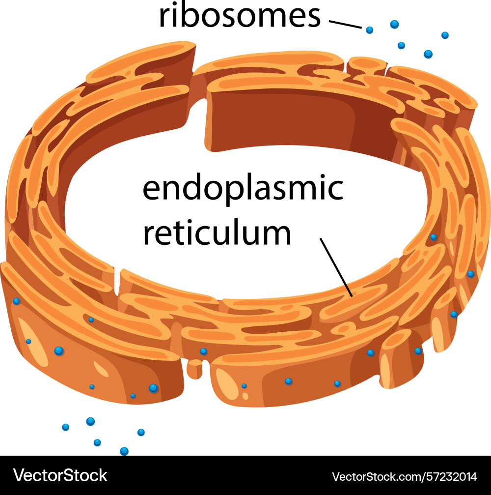 Highlighting the structure of endoplasmic Vector Image