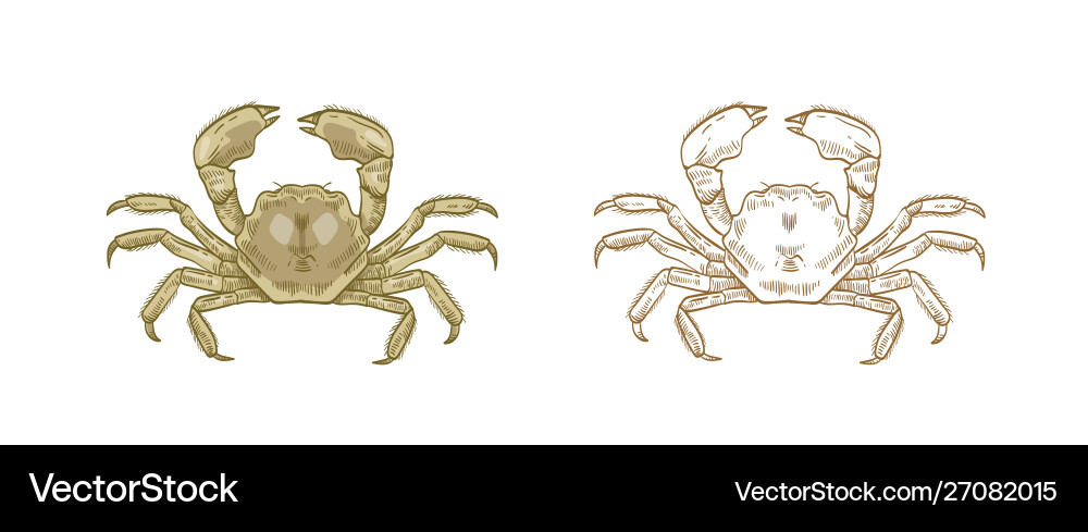 Mitten crab set colorful Mitten crab set colorful vector image