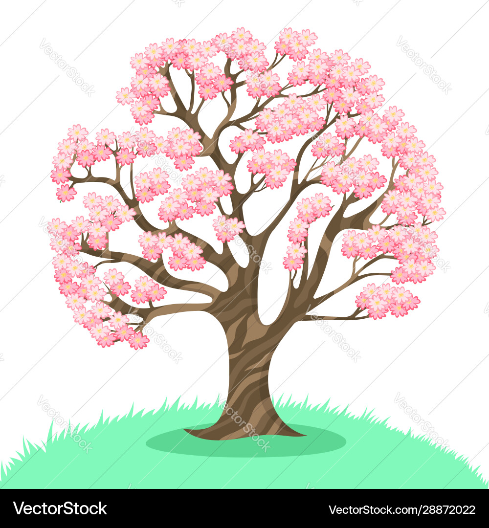 Sakura tree isolated on a white background Sakura tree isolated on a white background vector image
